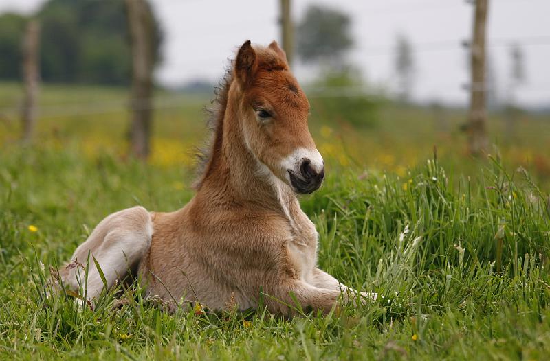 Gina von Heidmoor (6).jpg